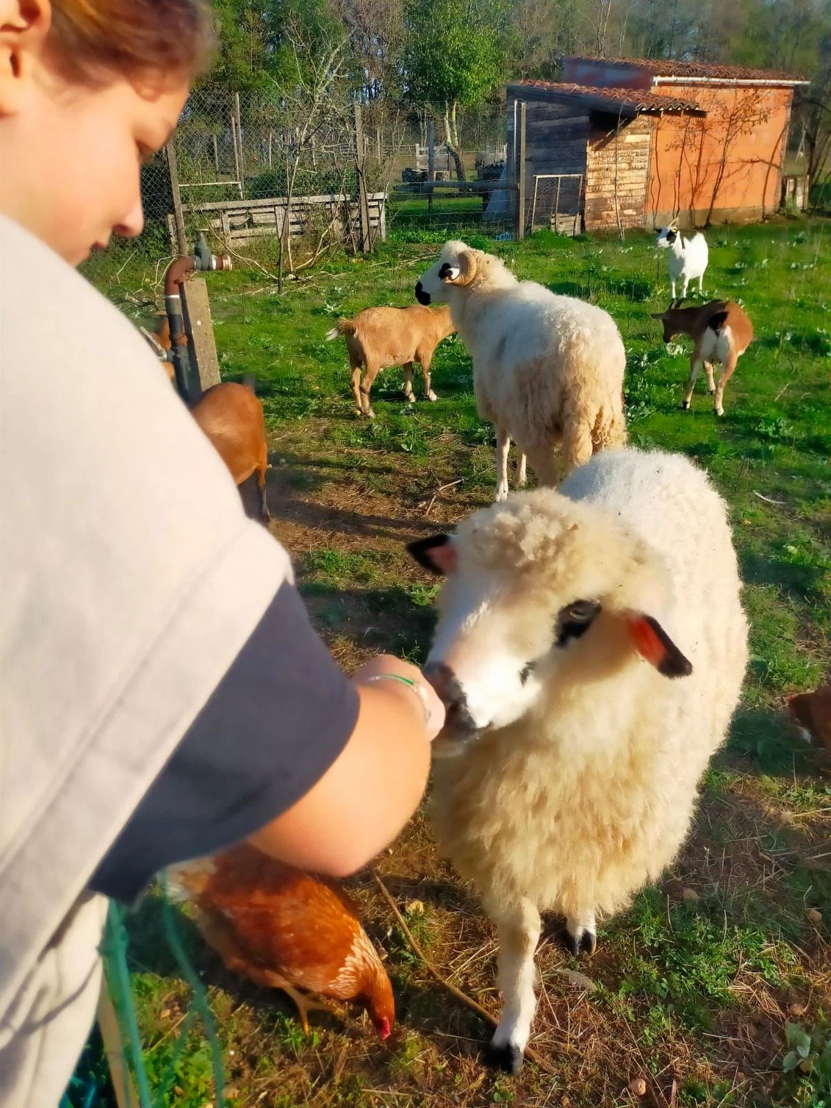 Les enfant à la mini ferme